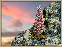 Saxifrage florulenta Moretti